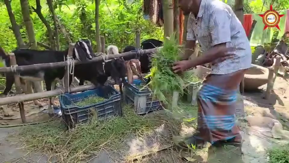 Green fodder being handled beside goats in a shaded yard.