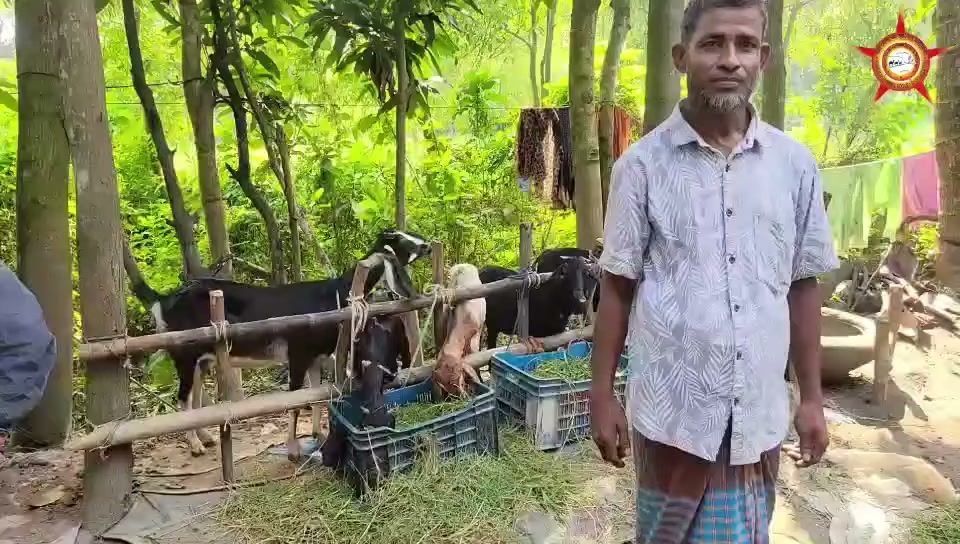 The participant introduced as Abdul Hannan speaking beside goats.